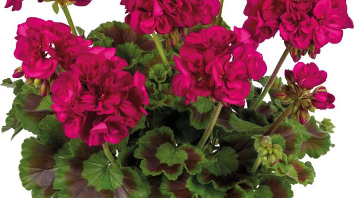 Pelargonium interspécific TOSCANA® GALAXYTM Violet (Graines Voltz).